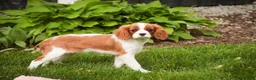 Cavalier King Charles Spaniel dogs for sale: Izzy - Ad 7