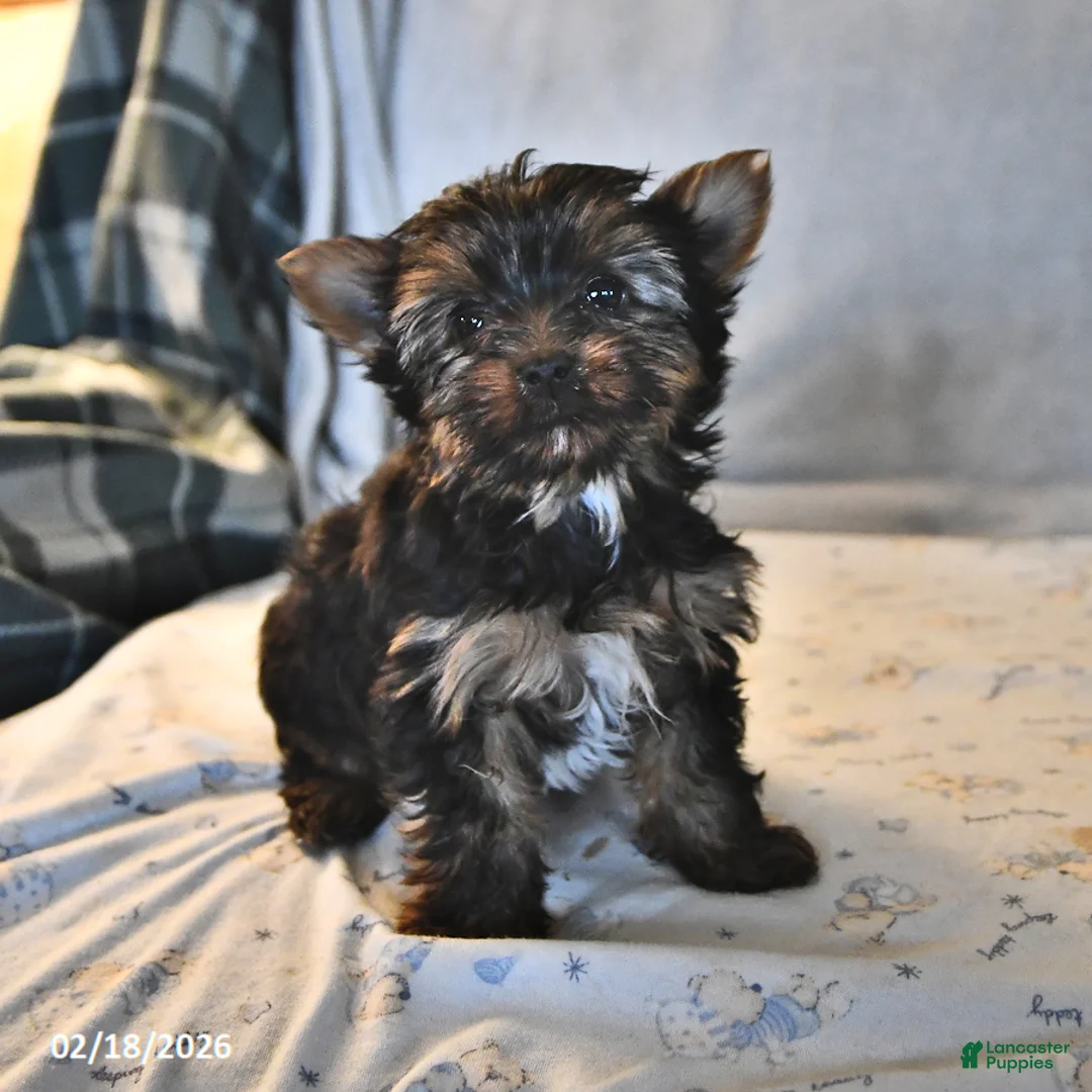 Yorkshire Terrier dogs for sale: Paisley Teacup - Ad 2
