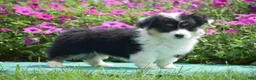 Welsh Corgi Pembroke dogs for sale: Jolene - Ad 5