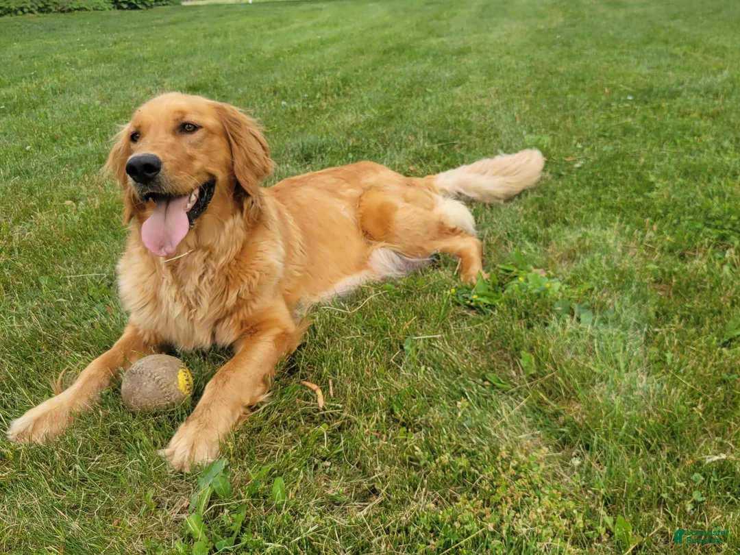 Golden Retriever dogs for sale: Cooper - Ad 2