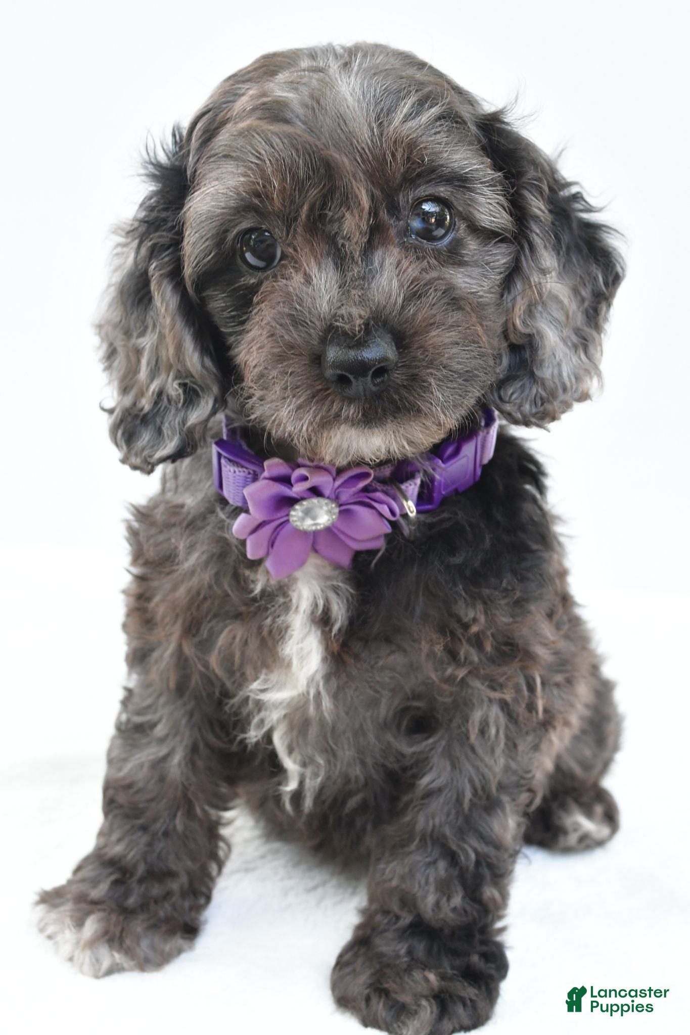 Cockapoo dogs Orla - Ad 2