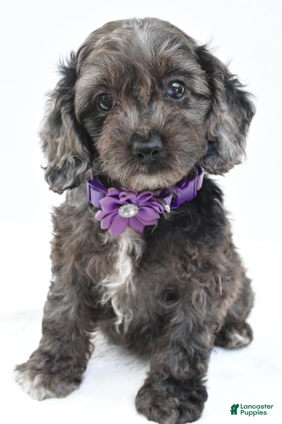 Cockapoo dogs for sale: Orla - Ad 2