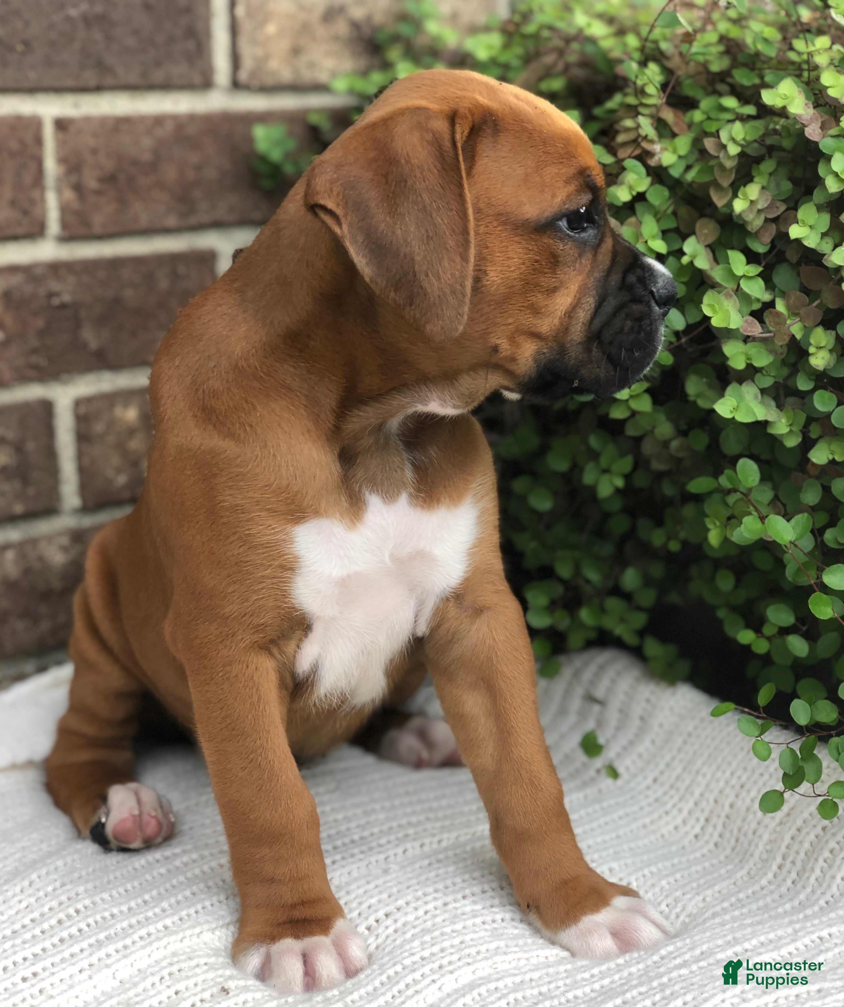 Boxer dogs Pumpkin - Ad 2