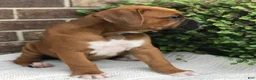 Boxer dogs for sale: Pumpkin - Ad 2