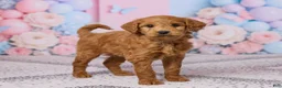 Mini Goldendoodle dogs for sale: Snickers - Ad 4