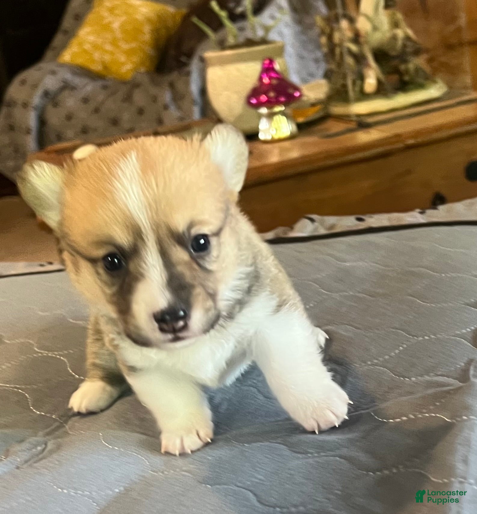 Welsh Corgi Pembroke dogs Welsh Corgi Pembroke Puppy 6 - Ad 2