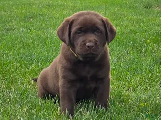 Labrador Retriever dogs for sale: Snicker - Ad 3