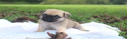 Pug dogs for sale: Chestnut -male- - Ad 11