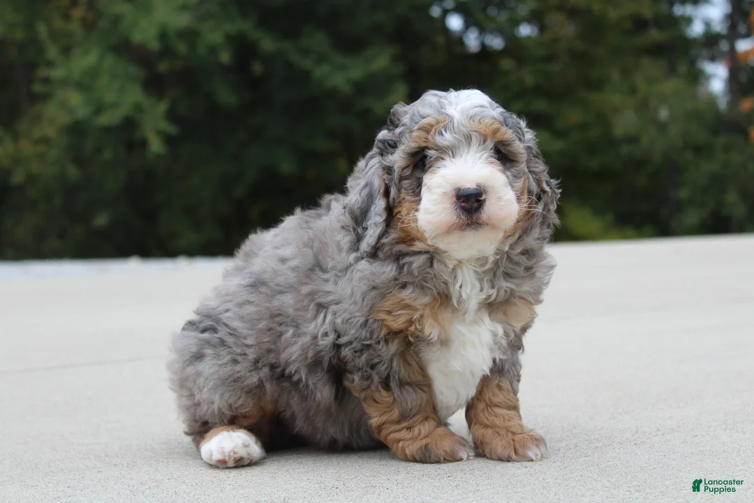Mini Bernedoodle dogs for sale: Tyler  - Ad 1