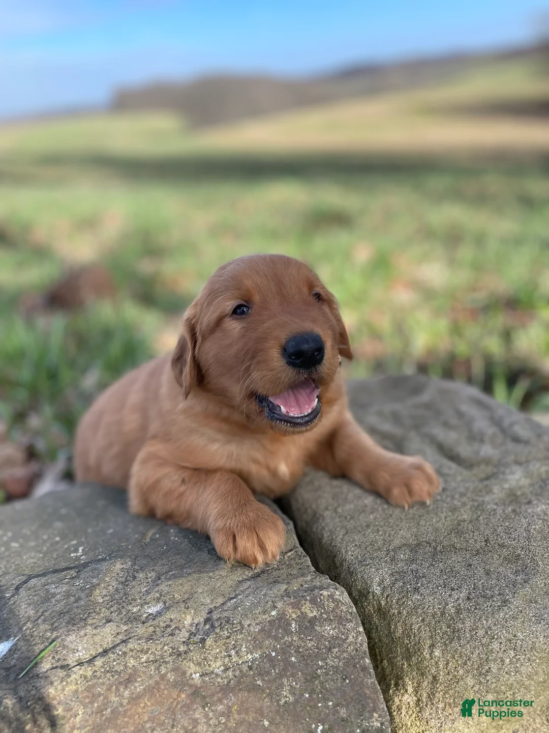 Golden Retriever dogs for sale: Duke - Ad 2