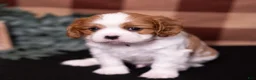 Cavalier King Charles Spaniel dogs for sale: Ralph - Ad 4