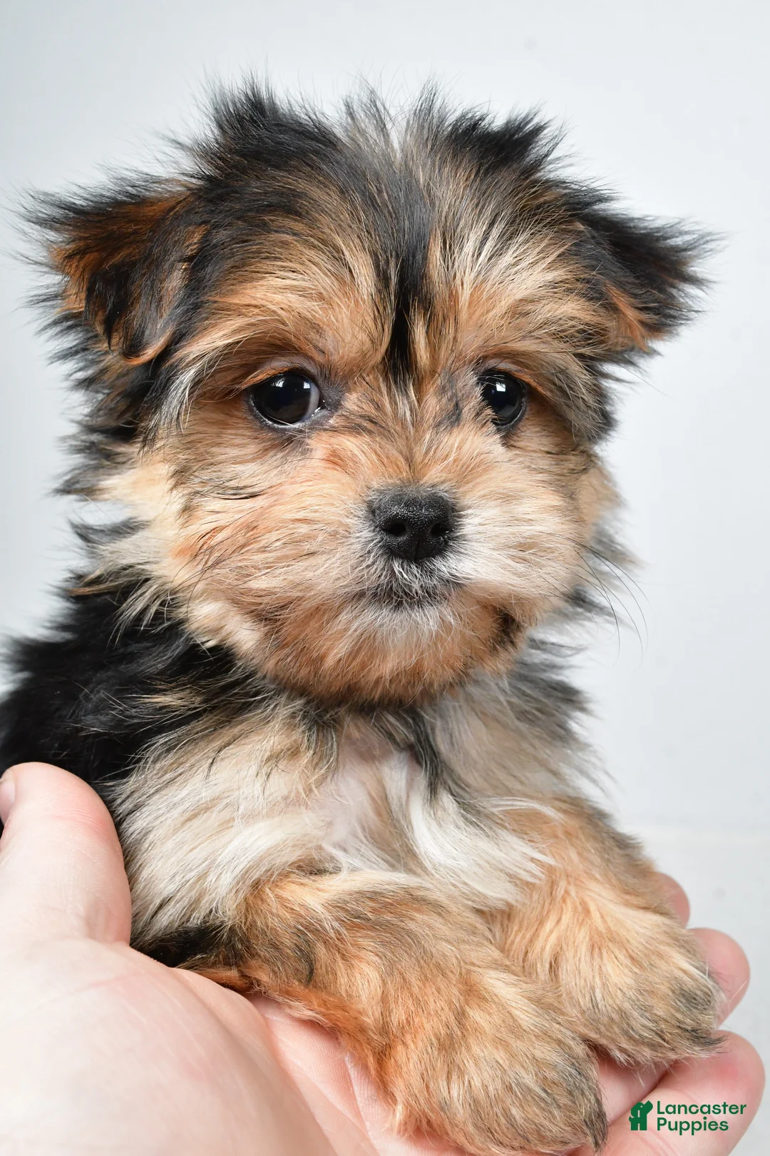 Morkie dogs for sale: Rita - Ad 6