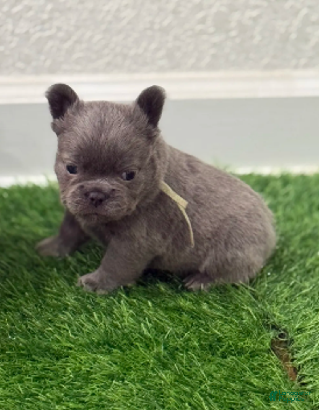 French Bulldog dogs for sale: Feliz - Ad 25