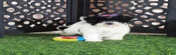 Maltipoo dogs for sale: Peaches Pretty Toy Maltipoo - Ad 3