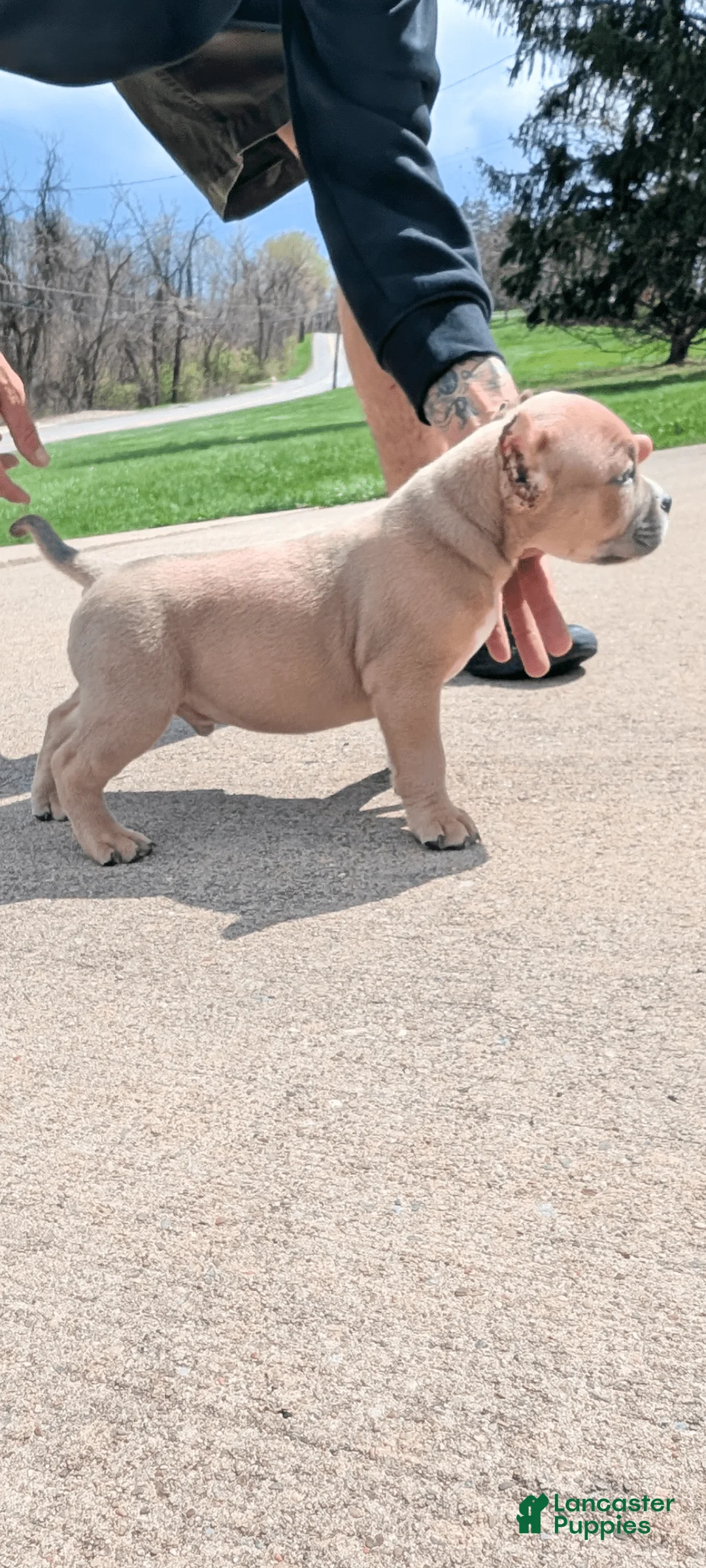 Gallery Image {{count}}