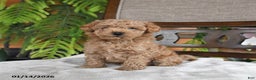 Maltipoo dogs for sale: Jinger - Ad 1