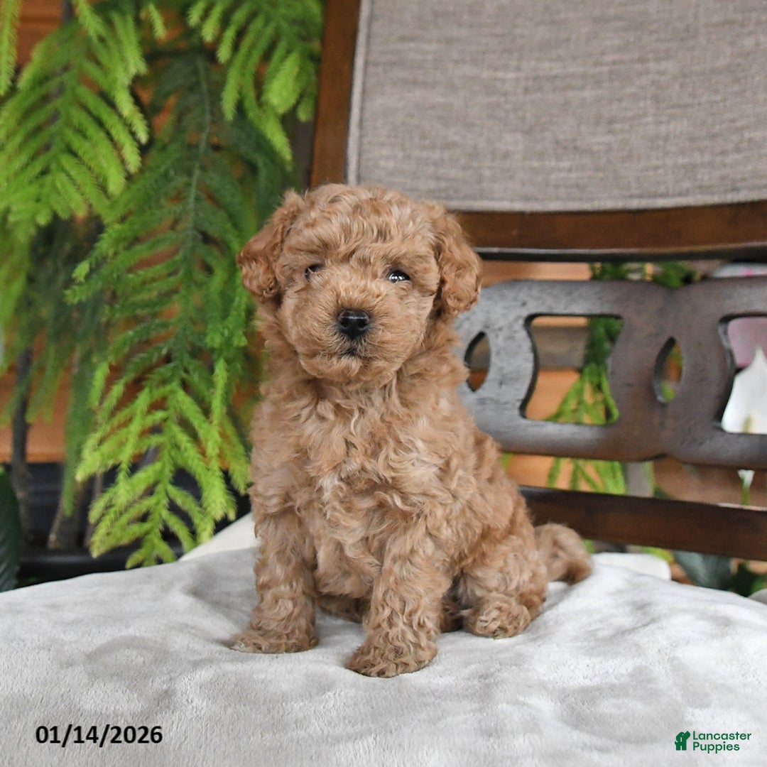Maltipoo dogs for sale: Jinger - Ad 1