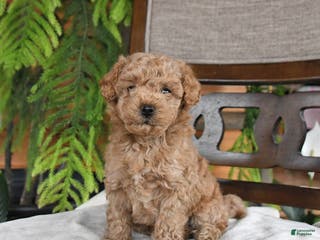 Maltipoo dogs Jinger - Ad 22
