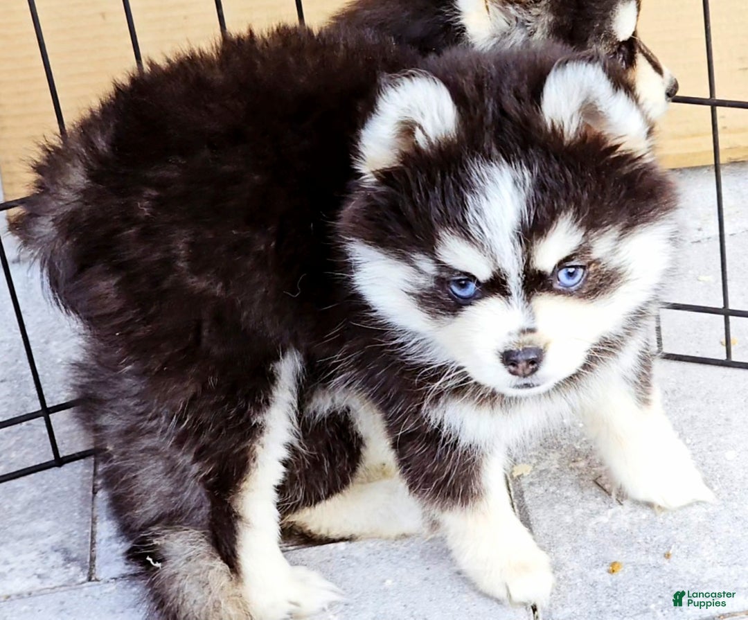 Pomsky dogs for sale: Sophia - Ad 7