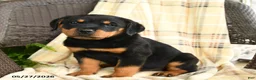 Rottweiler dogs for sale: Greta - Ad 3