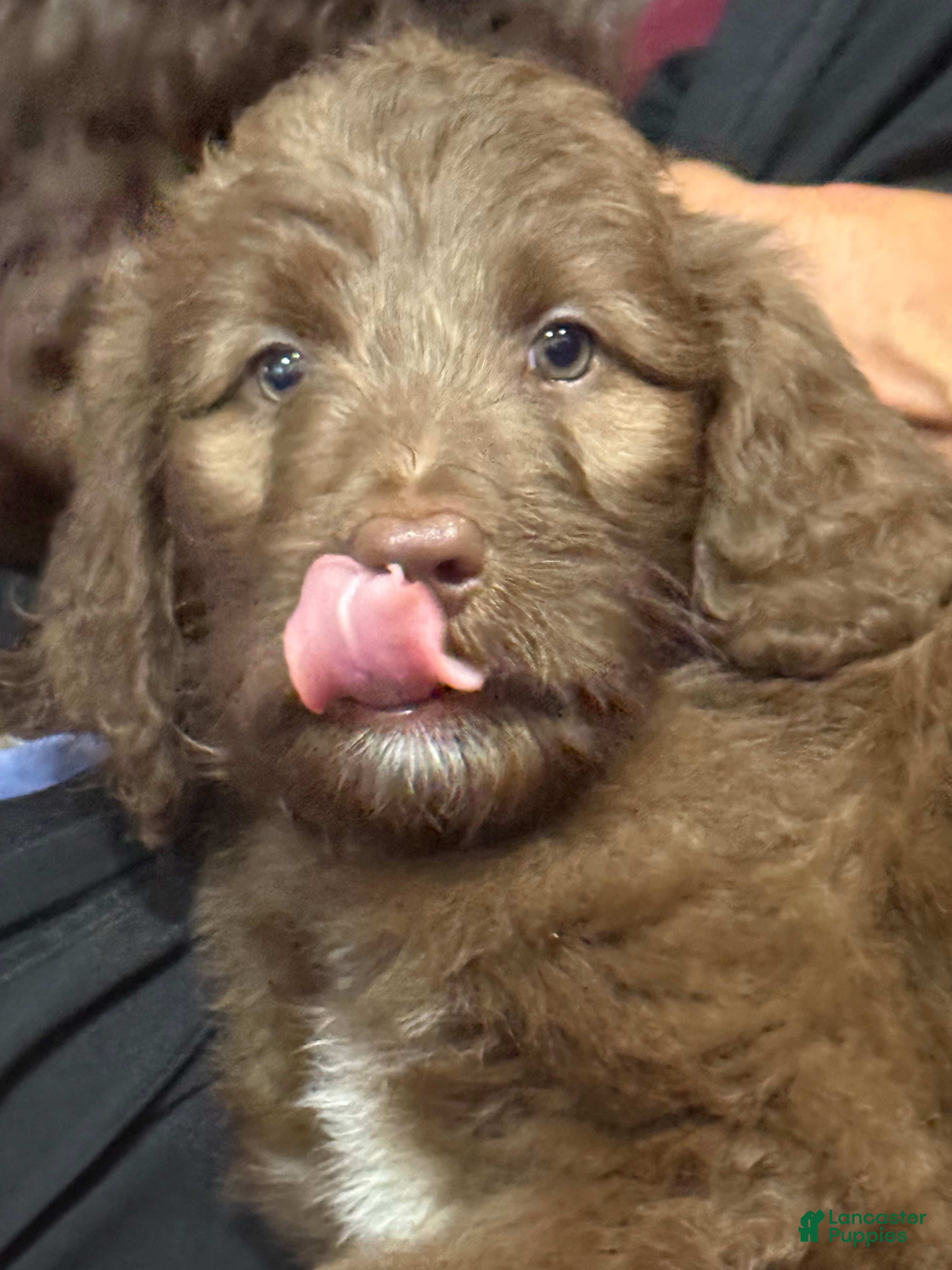 Goldendoodle dogs Red - Ad 1