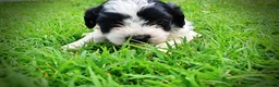 Havapoo dogs for sale: Shadow - Ad 9