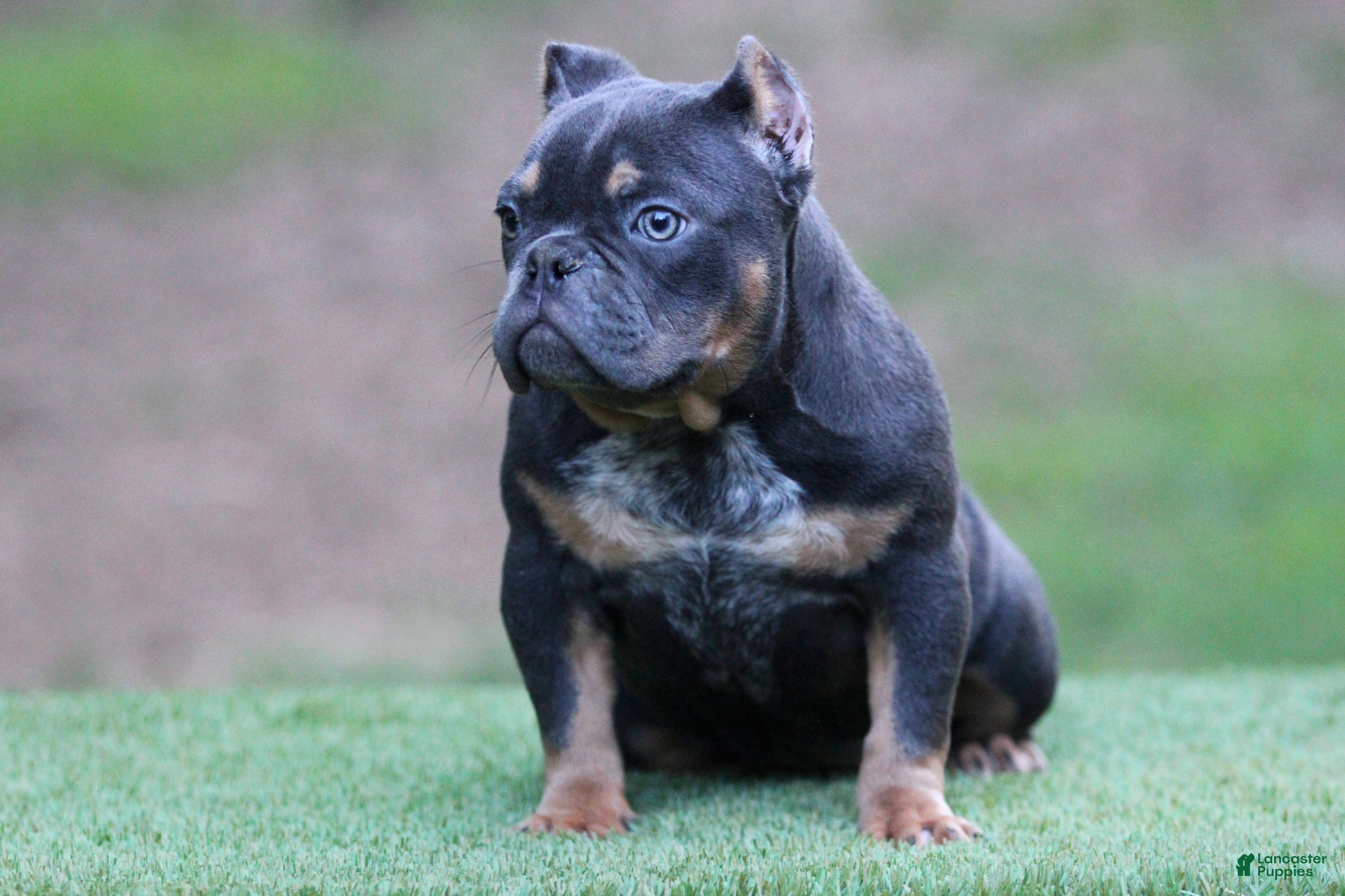 American Bully dogs Blue Tri - Ad 21