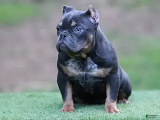 American Bully dogs Blue Tri - Ad 21