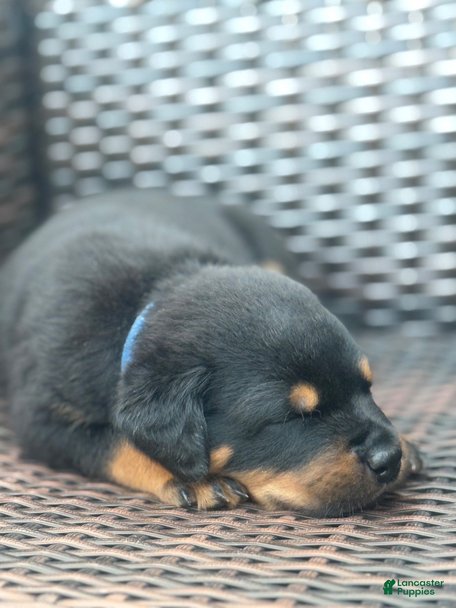 Rottweiler dogs Zeus  - Ad 15