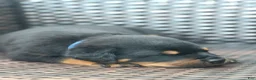 Rottweiler dogs for sale: Zeus  - Ad 1