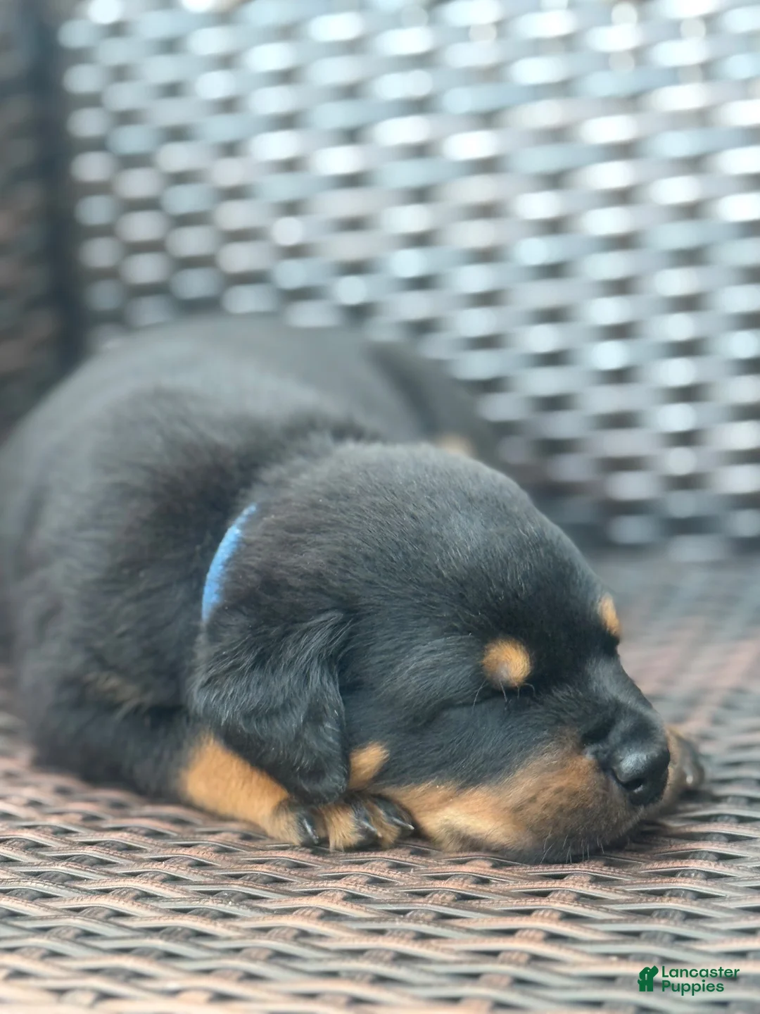 Rottweiler dogs for sale: Zeus  - Ad 1