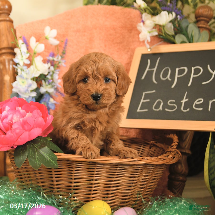 Mini Goldendoodle dogs Sasha - Ad 2