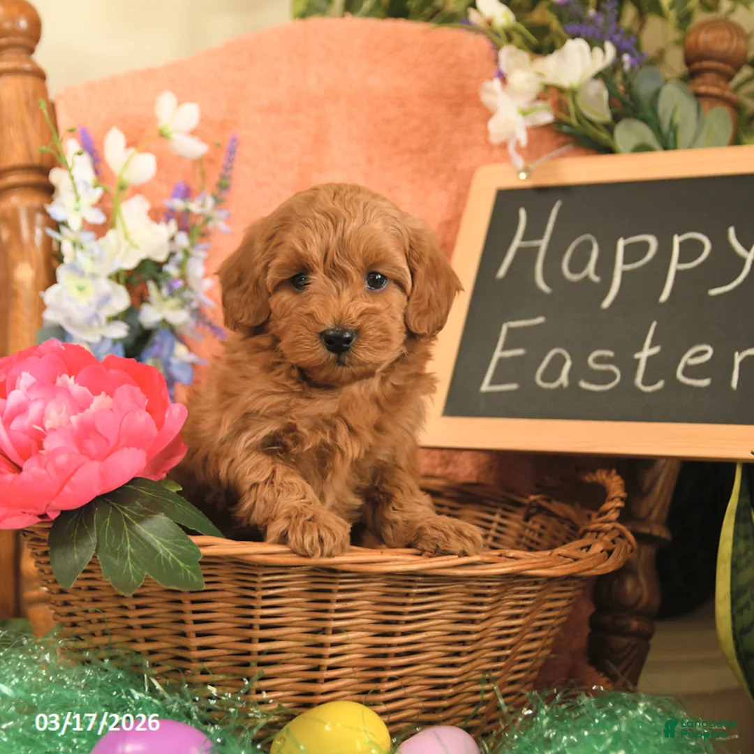 Mini Goldendoodle dogs for sale: Sasha - Ad 2