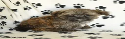 Shorkie dogs for sale: Ike - Ad 5