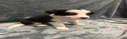 Border Collie dogs for sale: Maverick - Ad 7