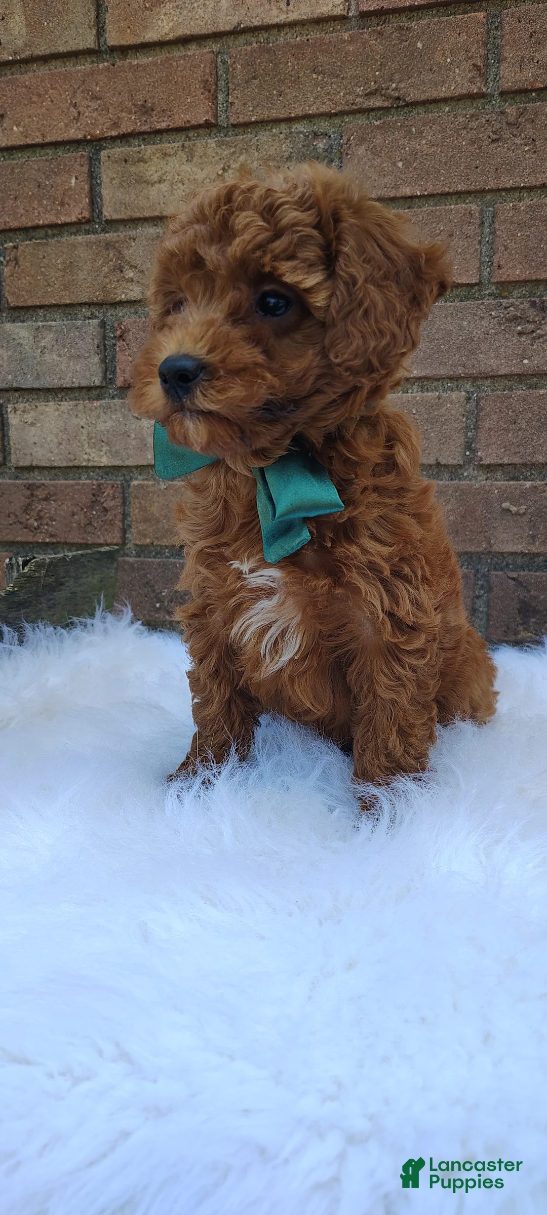 Mini Goldendoodle dogs for sale: Mary  - Ad 1