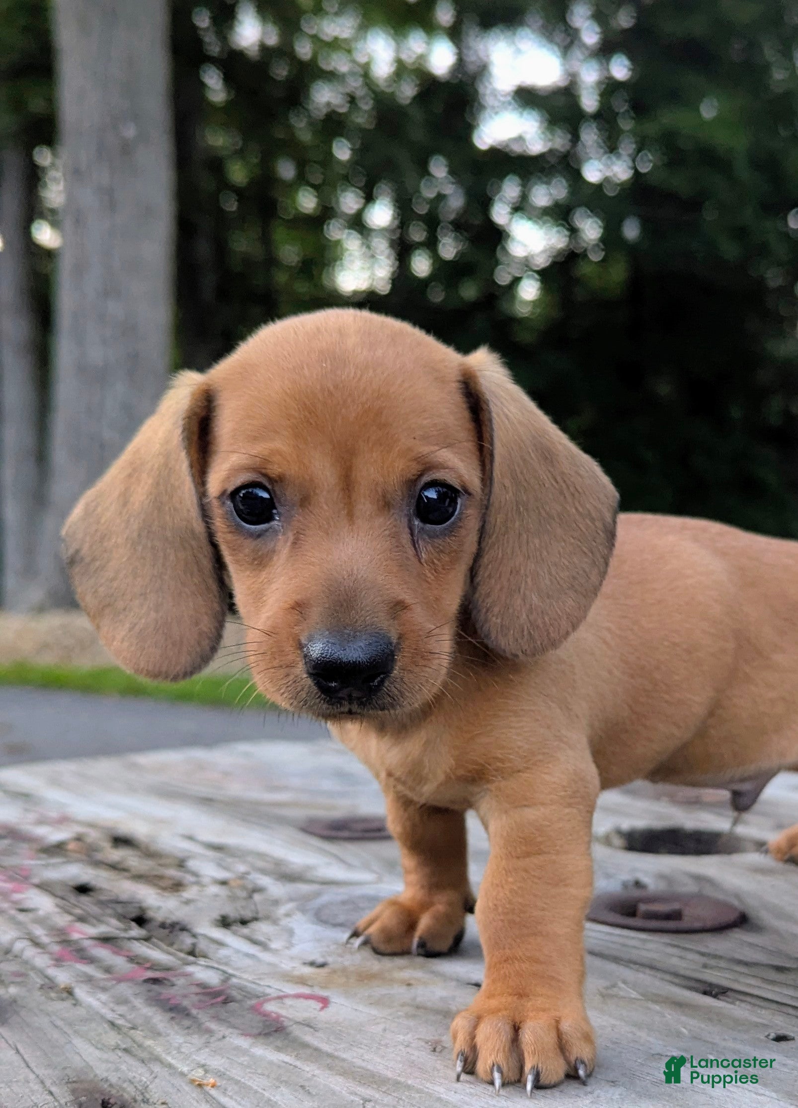 Dachshund dogs Milo - Ad 1