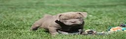 Olde English Bulldogge dogs for sale: Bluegates DILTON - Ad 1