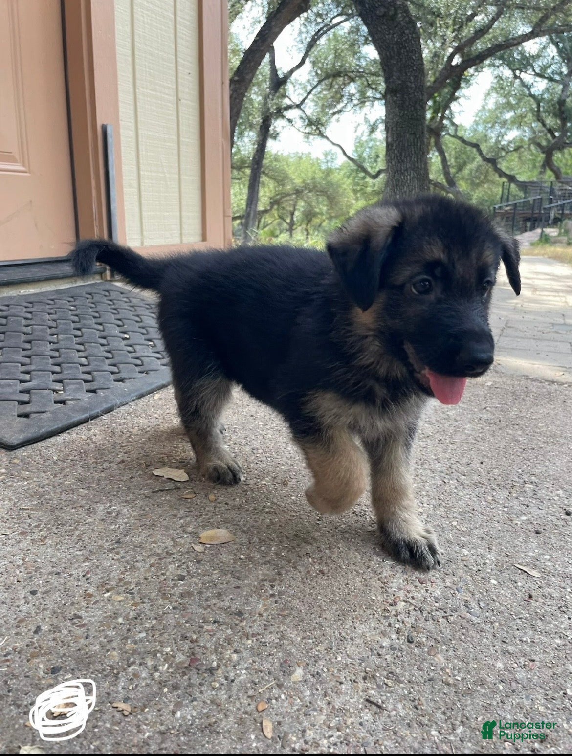 German Shepherd dogs White - Ad 2