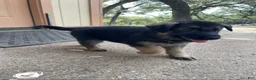German Shepherd dogs for sale: White - Ad 2