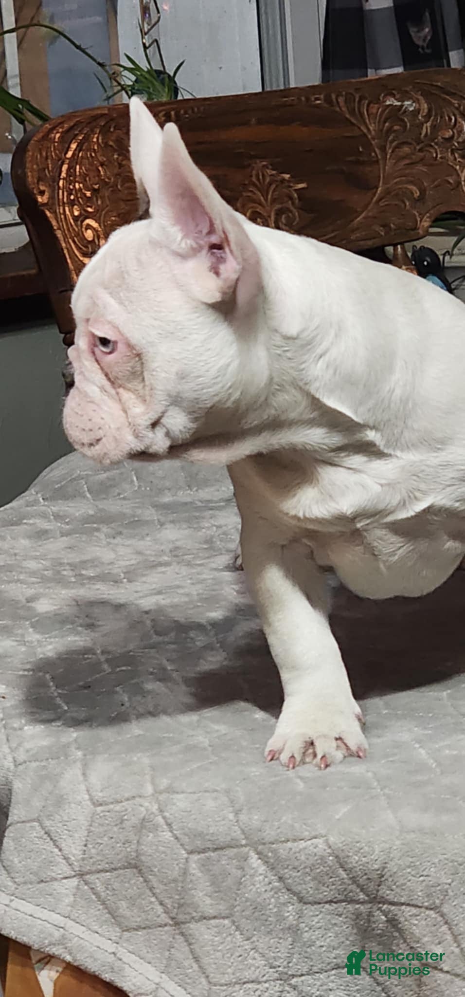 French Bulldog dogs French Bulldog Puppy 1 - Ad 2