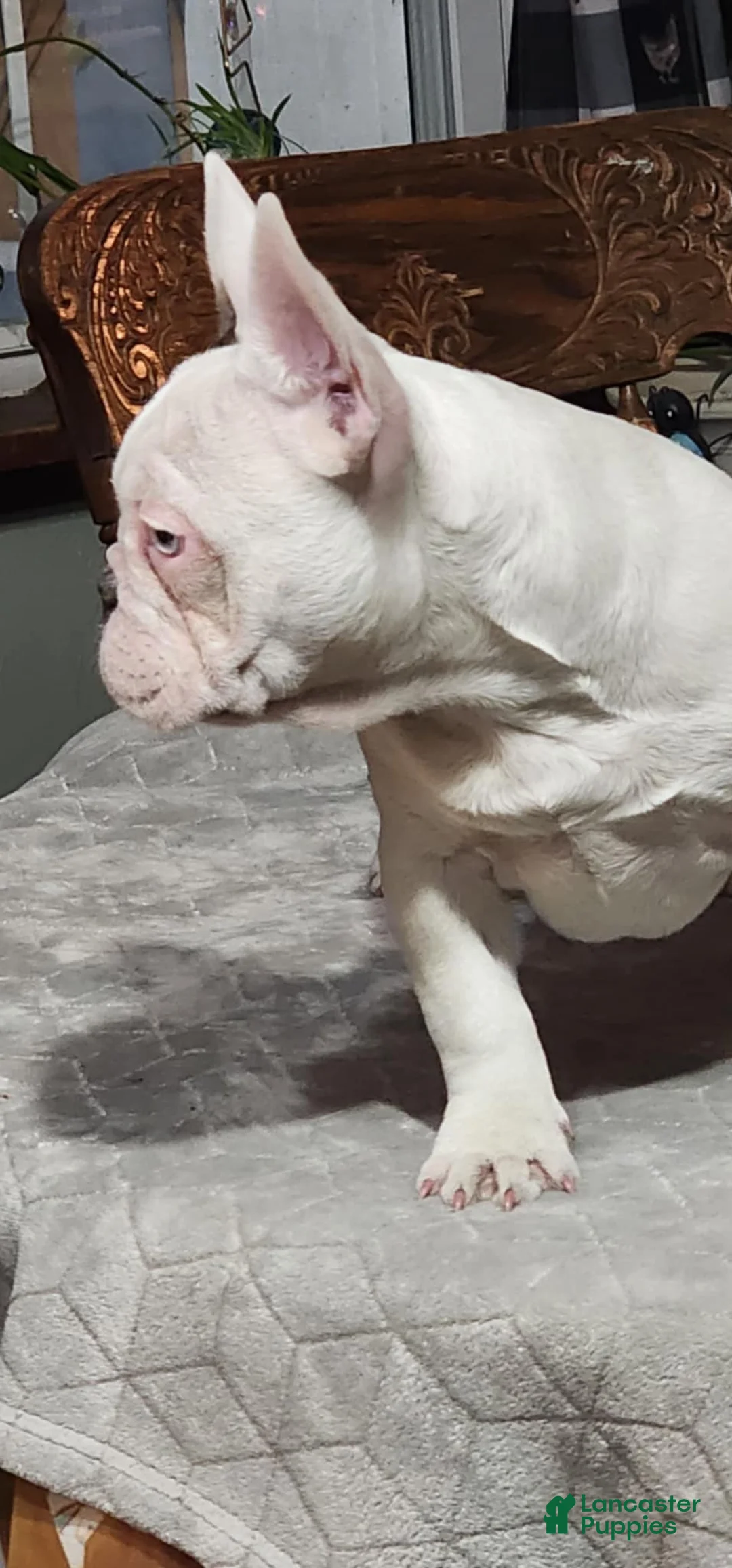 French Bulldog dogs for sale: French Bulldog Puppy 1 - Ad 2