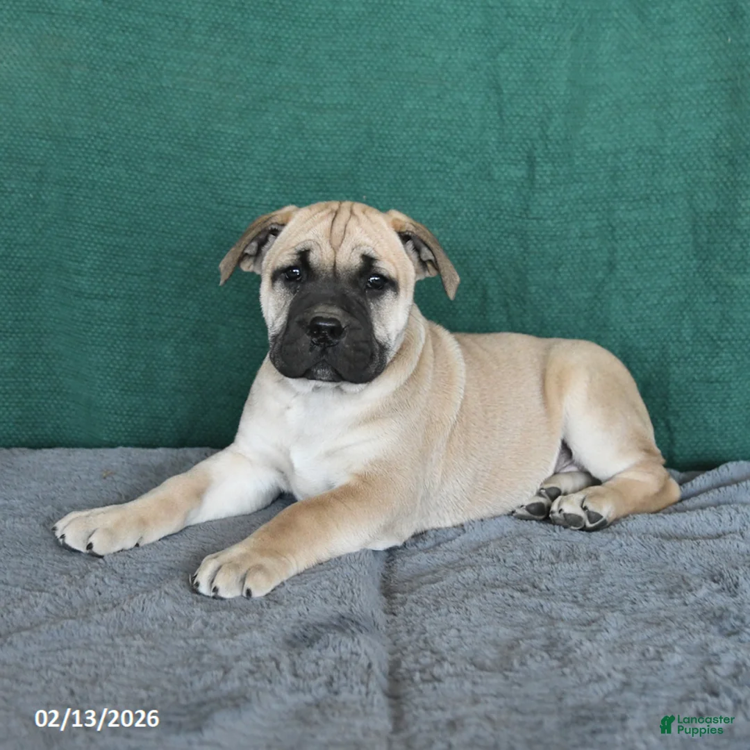 South African Boerboels dogs for sale: Angel - Ad 4
