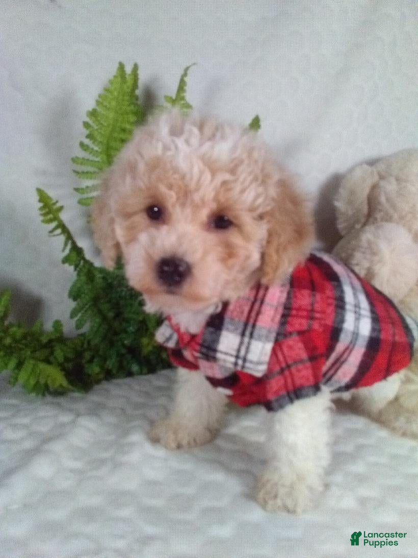 Bichpoo dogs Joey - Ad 2