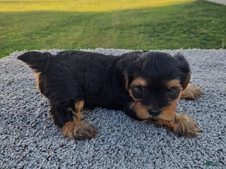 Yorkshire Terrier dogs Sammy - Ad 27