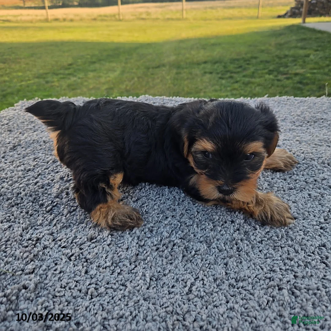 Yorkshire Terrier dogs for sale: Sammy - Ad 1
