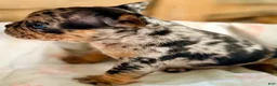 French Bulldog dogs for sale: French Bulldog 4 - Ad 4