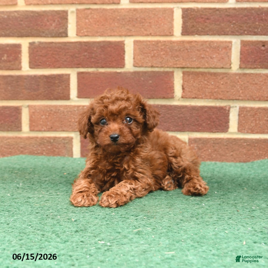 Miniature Poodle dogs Sorrel - Ad 1