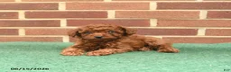 Miniature Poodle dogs for sale: Sorrel - Ad 1