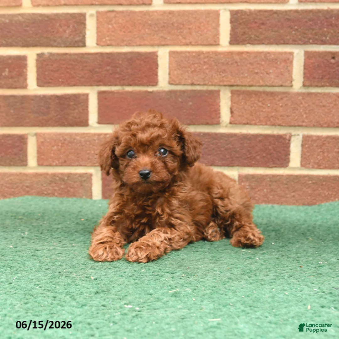 Miniature Poodle dogs for sale: Sorrel - Ad 1